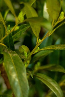 Kirschlorbeer / Prunus Laurocerasus Herbergii