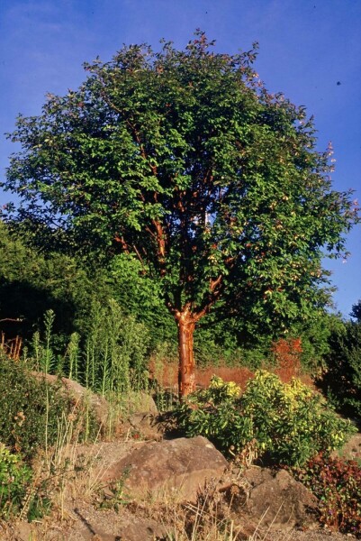 Acer griseum