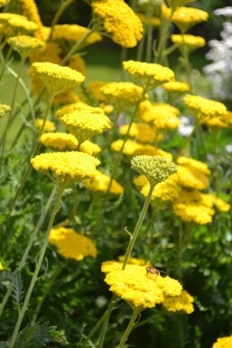 Achillea filipendulina 'Cloth of Gold'