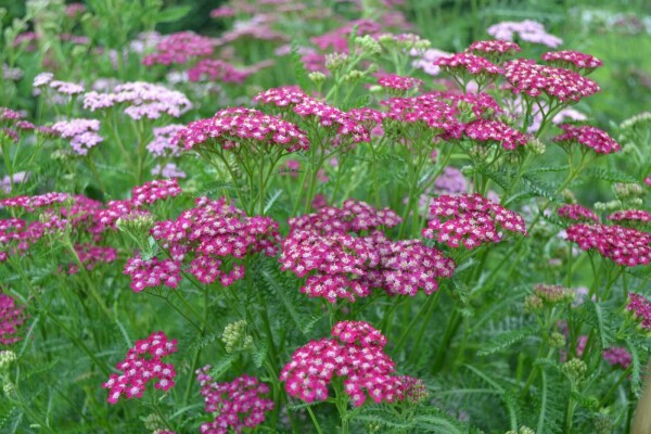 Achillea millefolium 'Cerise Queen'