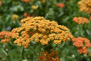 Achillea millefolium 'Terracotta'