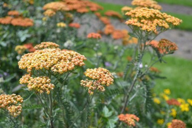 Achillea millefolium 'Terracotta'