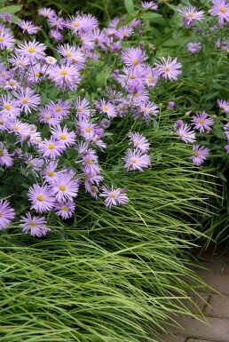 Aster × frikartii 'Mönch'