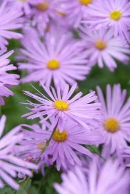 Aster de frikart Aster × frikartii 'Mönch' 5-10 Pot 9x9 cm (P9)