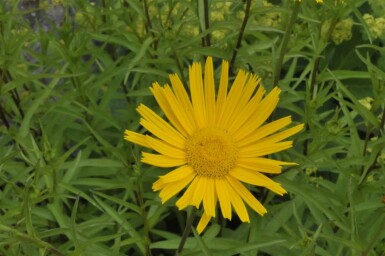 Buphthalmum salicifolium