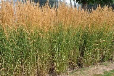 Calamagrostis × acutiflora 'Karl Foerster'