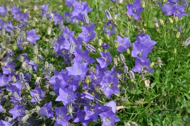 Campanula carpatica 'Blaue Clips'