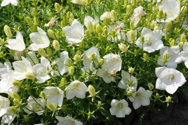 Campanula carpatica 'Weisse Clips'