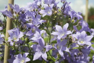 Campanula lactiflora 'Prichard's Variety'