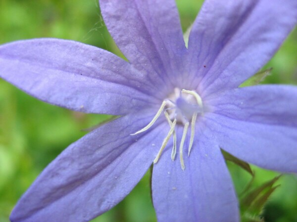 Campanula portenschlagiana