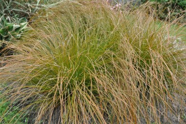 Carex testacea 'Prairie Fire'