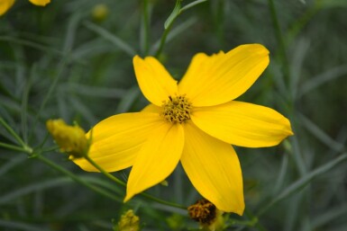 Coreopsis verticillata 'Zagreb'