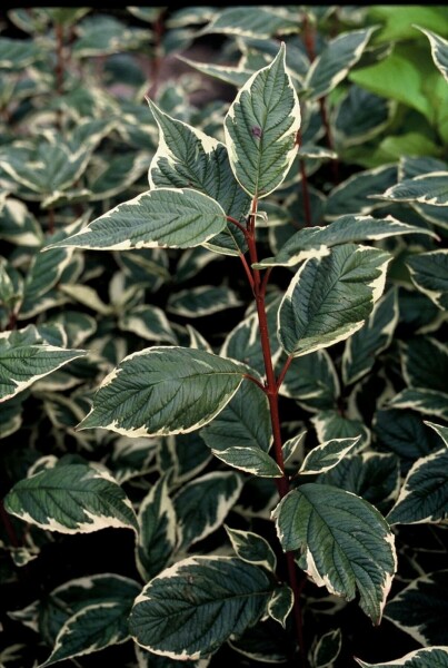 Cornus alba 'Sibirica Variegata'