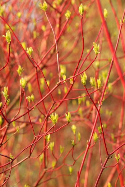 Cornus alba 'Sibirica'