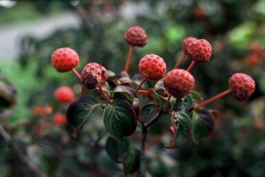 Cornus kousa 'Satomi'