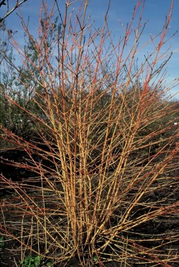 Cornus sanguinea 'Midwinter Fire'