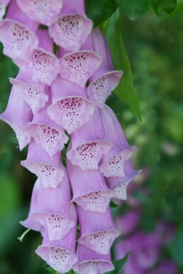 Digitalis purpurea