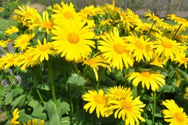 Doronicum orientale