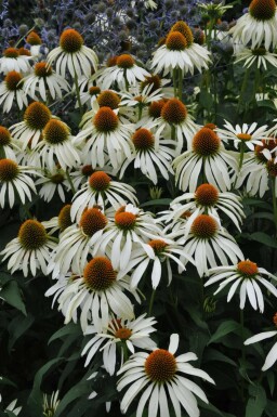 Echinacea purpurea 'Alba'