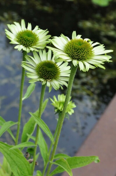 Echinacea purpurea 'Green Jewel'