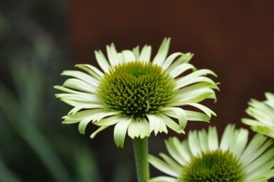 Echinacea purpurea 'Green Jewel'