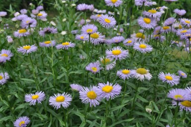 Erigeron speciosus 'Superbus'