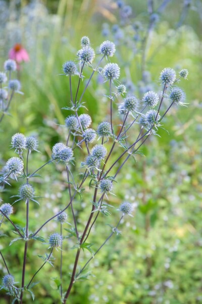 Eryngium planum 'Blauer Zwerg'