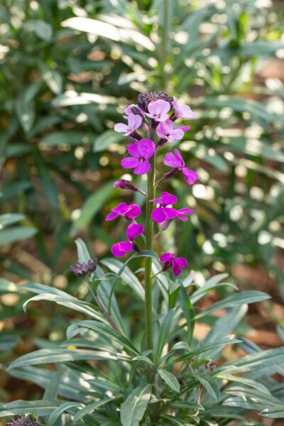 Erysimum 'Bowles Mauve'