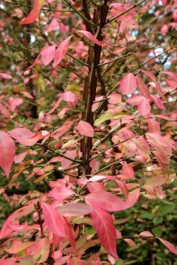 Euonymus alatus