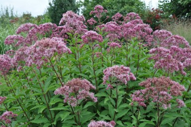 Eupatorium maculatum 'Atropurpureum'