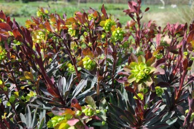 Euphorbia amygdaloides 'Purpurea'