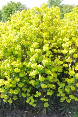 Euphorbia amygdaloides 'Purpurea'