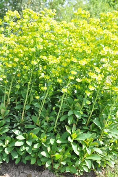 Euphorbia amygdaloides 'Robbiae'