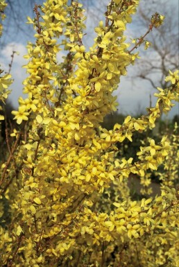 Forsythia × intermedia 'Weekend'