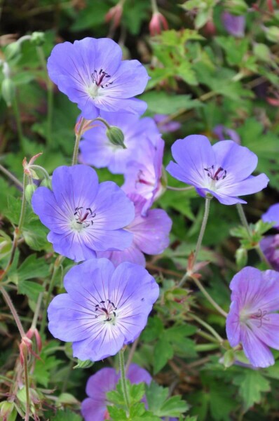 Geranium 'Rozanne'