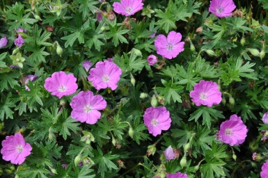 Geranium sanguineum 'Max Frei'