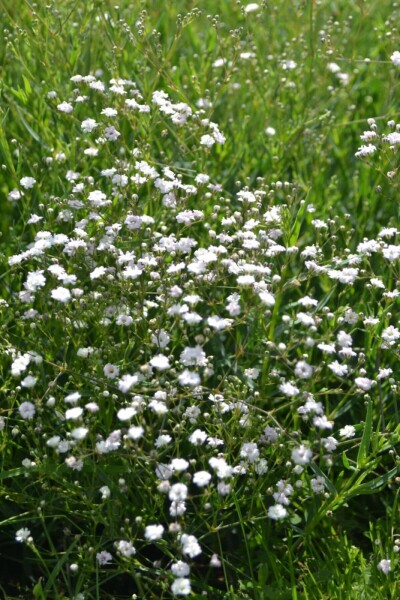 Gypsophila paniculata 'Rosenschleier'