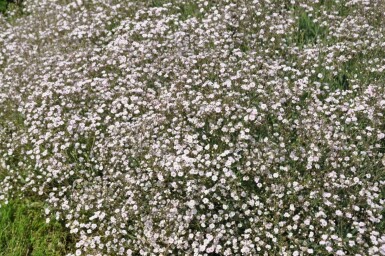 Gypsophila paniculata 'Rosenschleier'