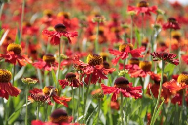 Helenium 'Moerheim Beauty'