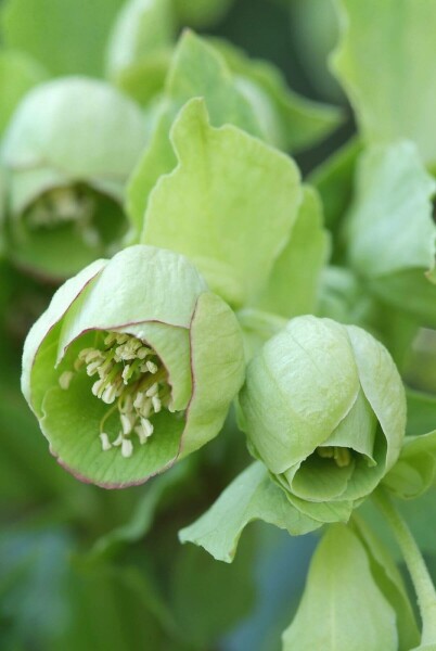 Helleborus foetidus