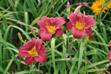 Hemerocallis 'Sammy Russell'