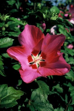 Hibiscus syriacus 'Woodbridge'