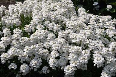 Iberis sempervirens 'Snowflake'