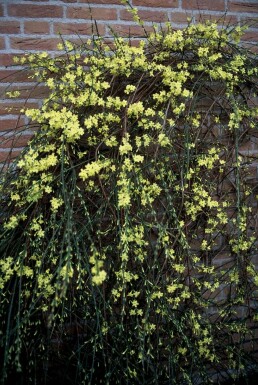 Jasminum nudiflorum