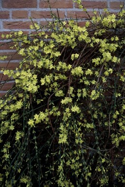 Jasminum nudiflorum