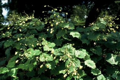 Kirengeshoma palmata