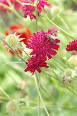 Knautia macedonica