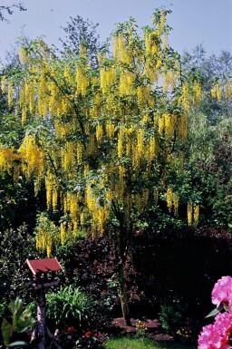 Laburnum × watereri 'Vossii'