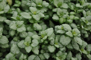 Lamium maculatum 'White Nancy'