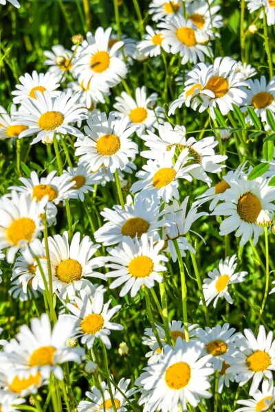 Leucanthemum × superbum 'Silberprinzesschen'